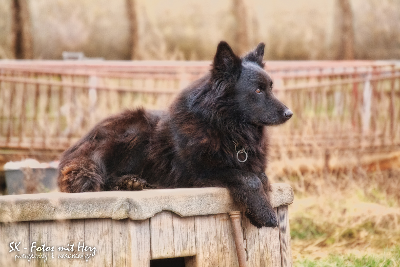 Mohr - der tollste Schäferhund