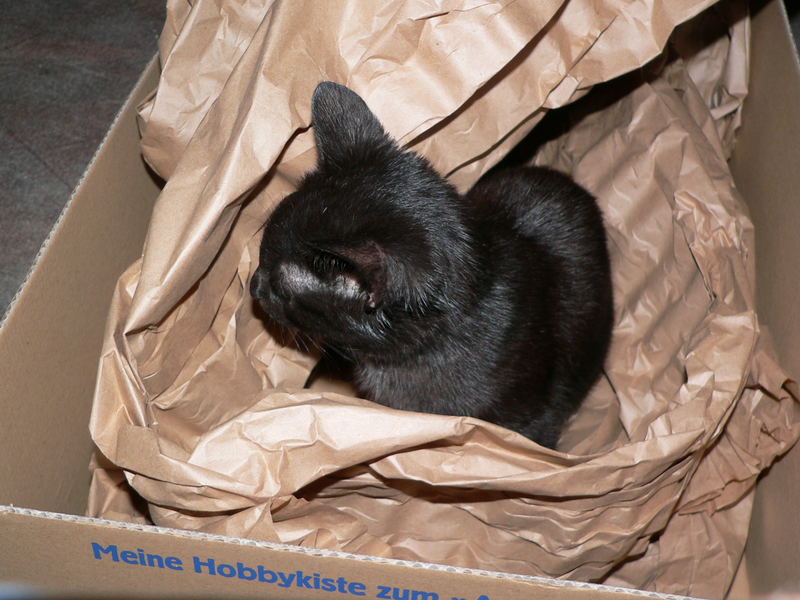 Mohrchen....mit der Verpackung spielen...unbezahlbar