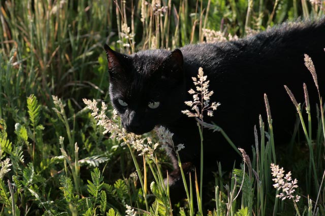 Mohrchens Spaziergang