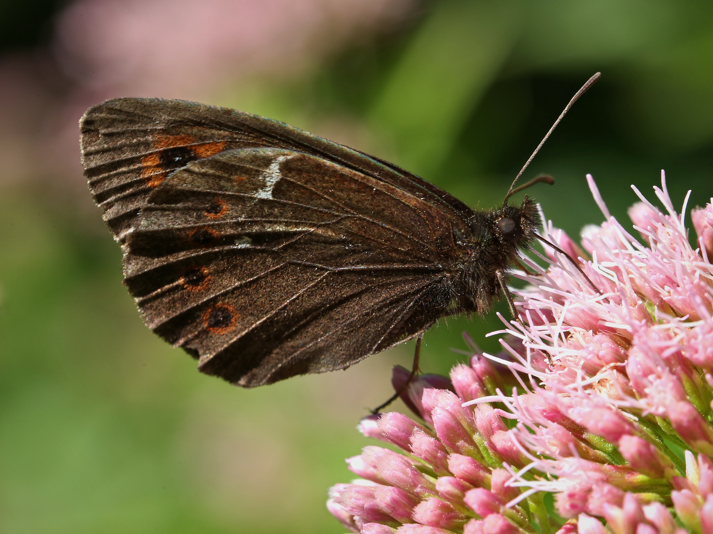 Mohrenfalter (2017_07_17_EOS 6D_4840_ji)