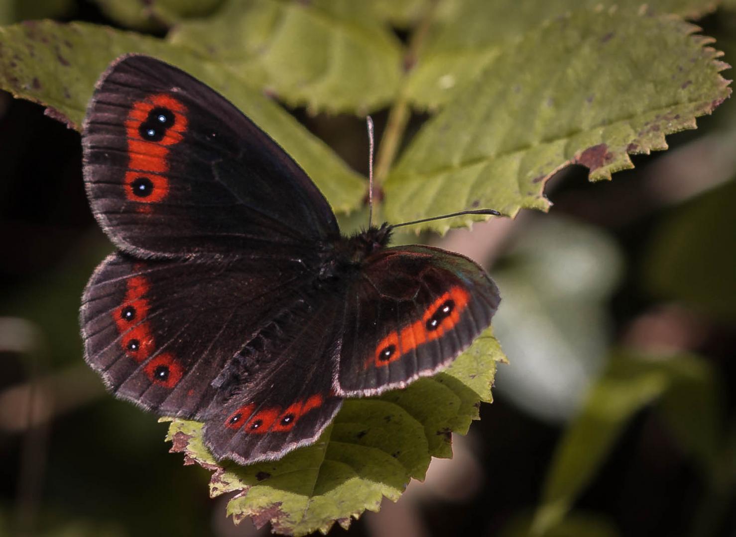 Mohrenfalter (Erebia)