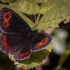 Mohrenfalter (Erebia)