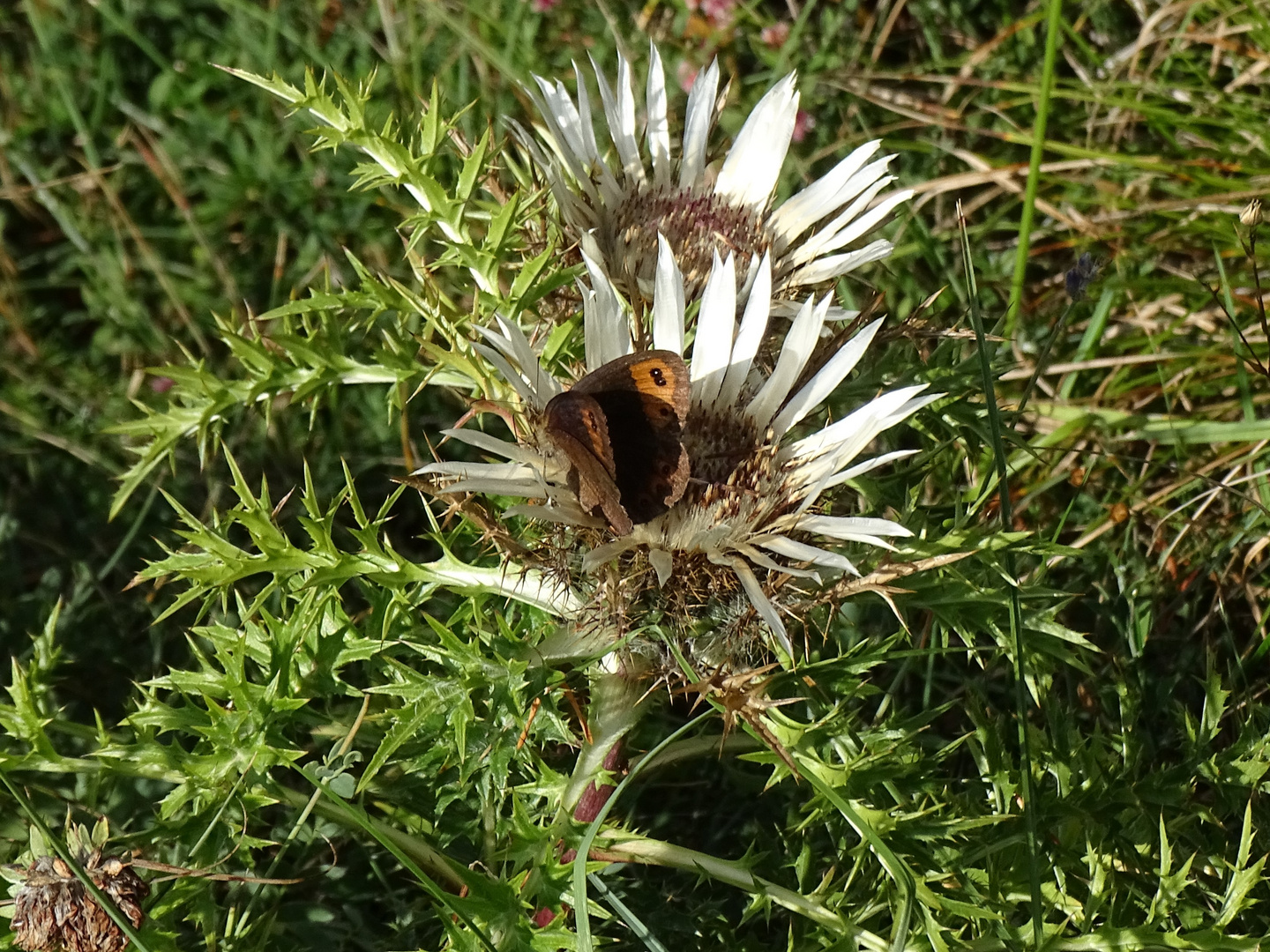 Mohrenfalter (Erebia) auf Silberdistel (Carlina acaulis)