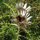 Mohrenfalter (Erebia) auf Silberdistel (Carlina acaulis)