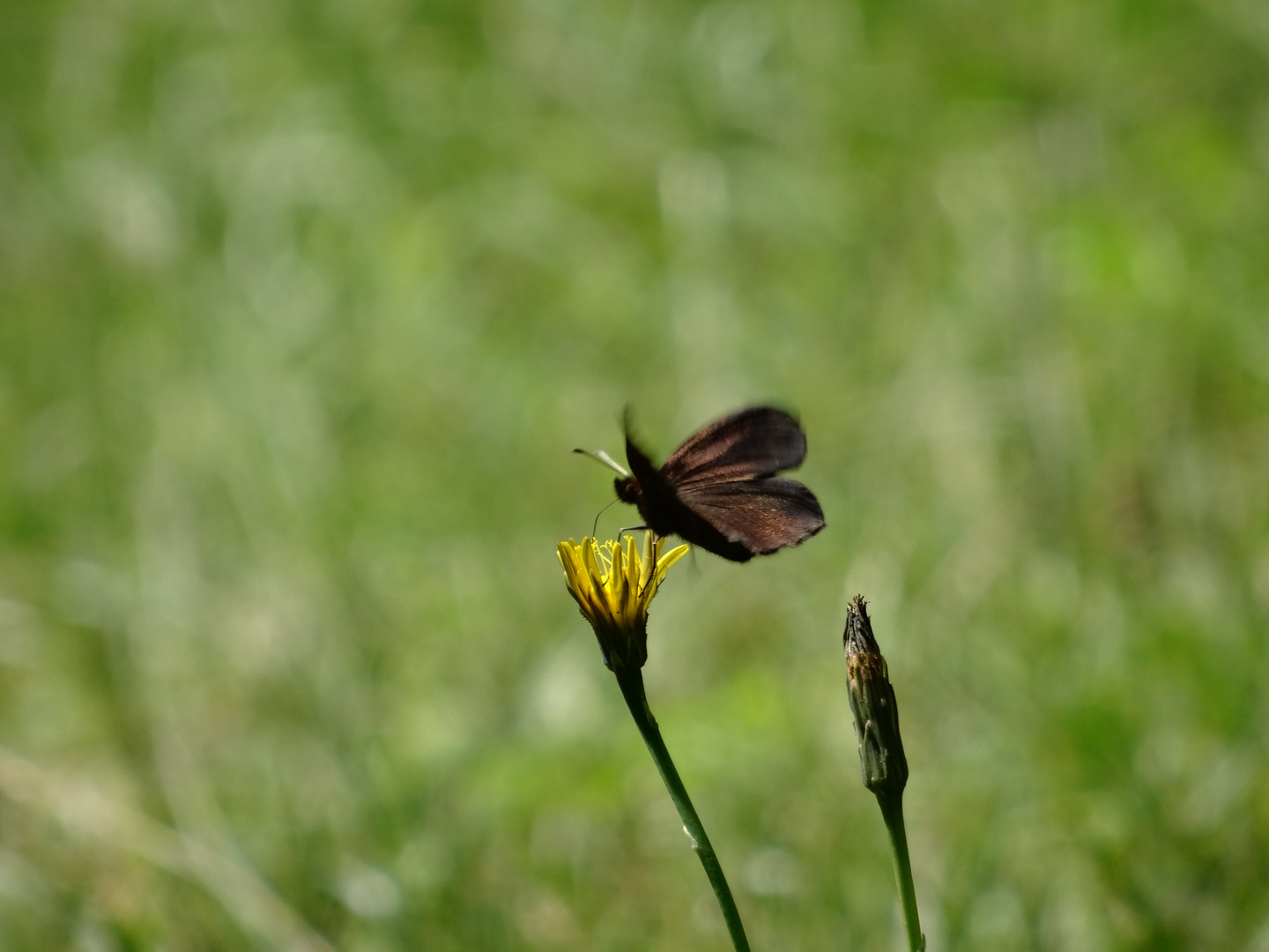 Mohrenfalter in der Herbstsonne