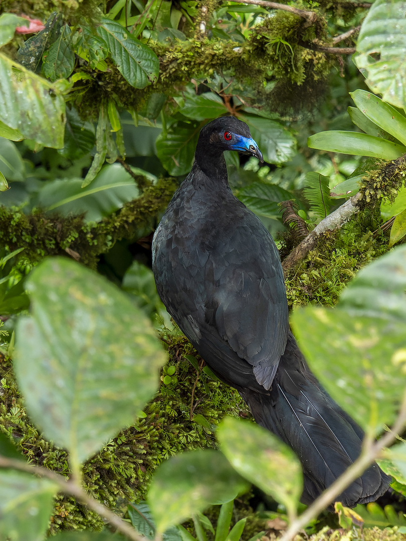 Mohrenguan - Chamaepetes unicolor