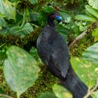 Mohrenguan - Chamaepetes unicolor