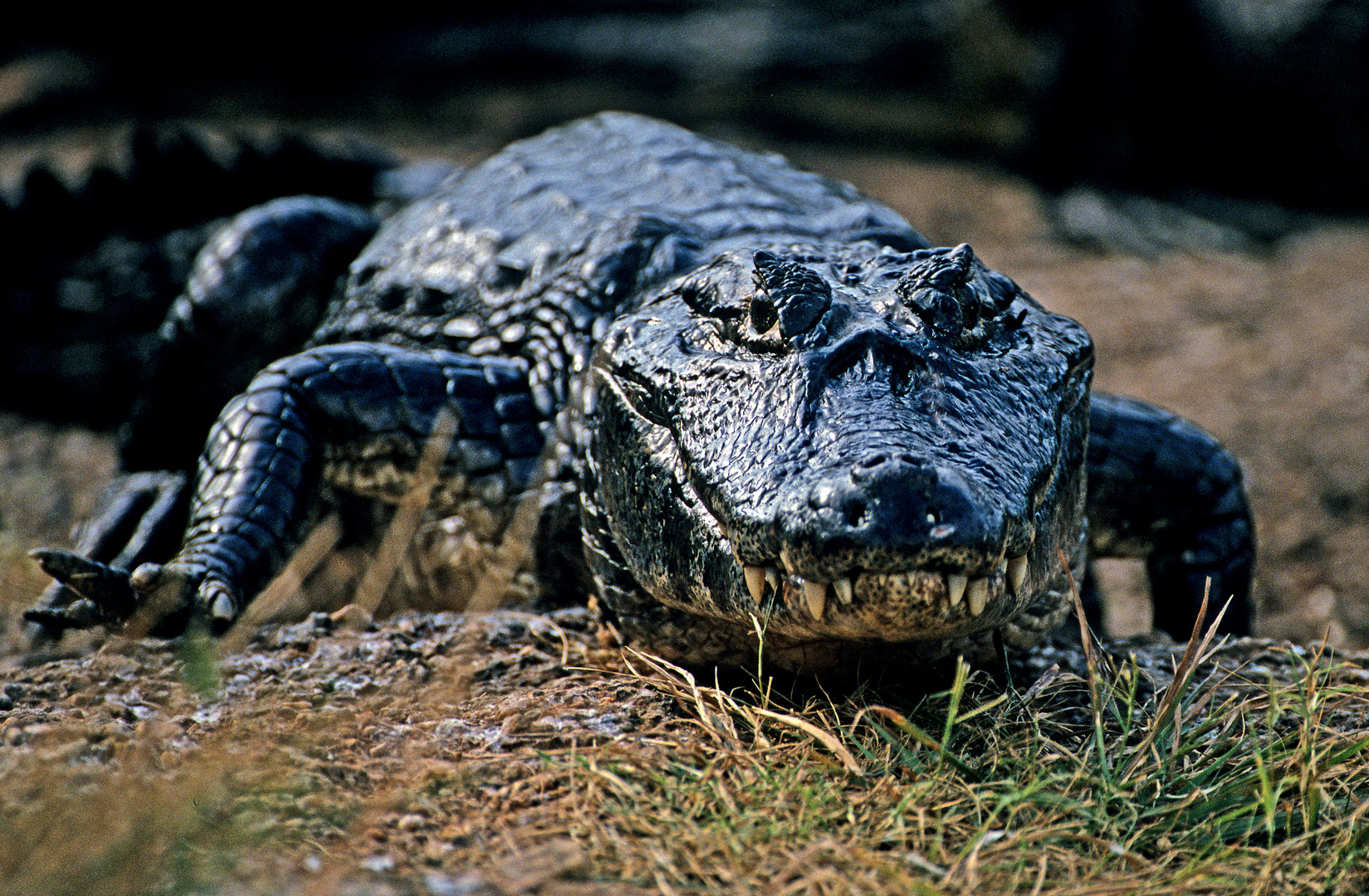 Mohrenkaiman (Melanosuchus niger), Pantanal, Brasilien