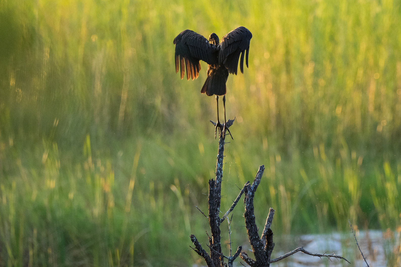 Mohrenklaffvogel genießt die letzten Sonnenstrahlen