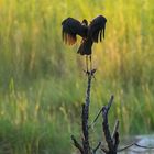 Mohrenklaffvogel genießt die letzten Sonnenstrahlen