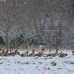 Mohrenköpfe im Schnee