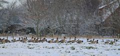 Mohrenköpfe im Schnee