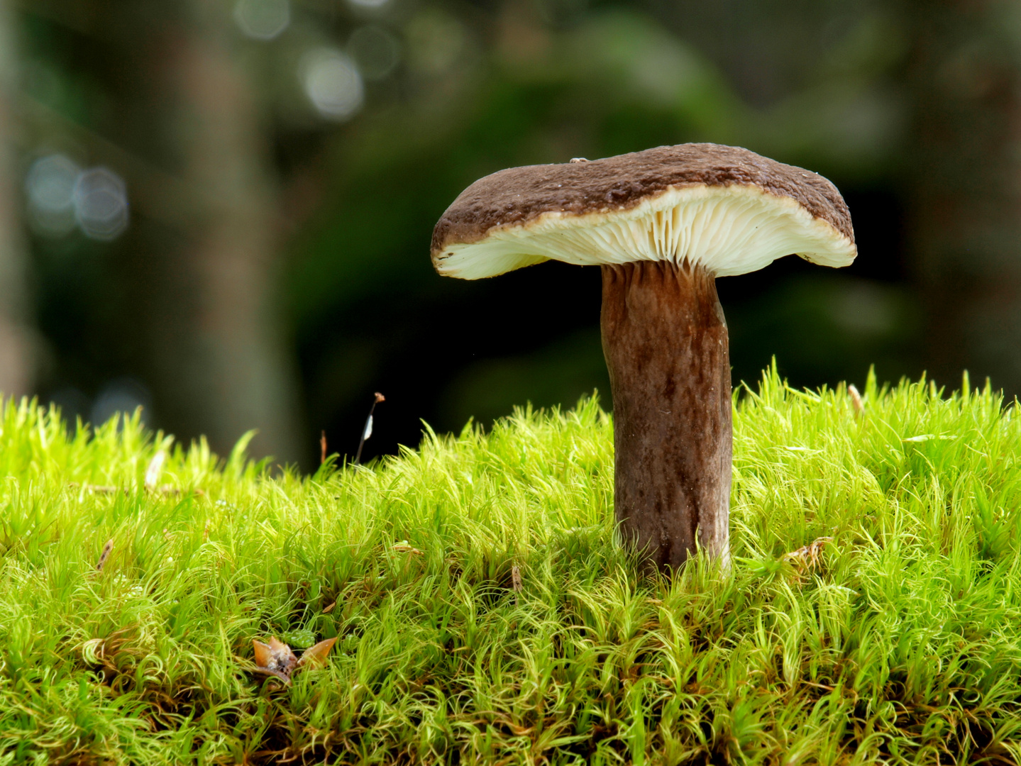 Mohrenkopf-Milchling, Lactarius lignyotus