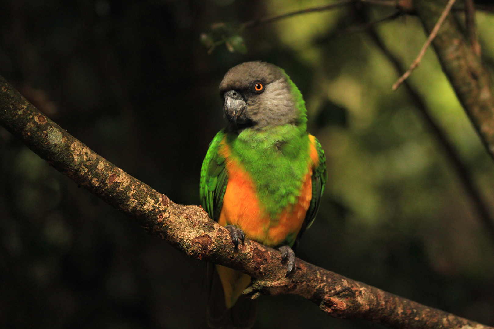 Mohrenkopf Papagei (Senegal Parrot) in Südafrika