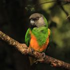 Mohrenkopf Papagei (Senegal Parrot) in Südafrika