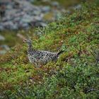 Mohrschneehuhn_Urho-Kekkonen-Nationalpark