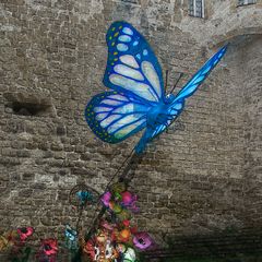 Moi aussi j'ai mon papillon!