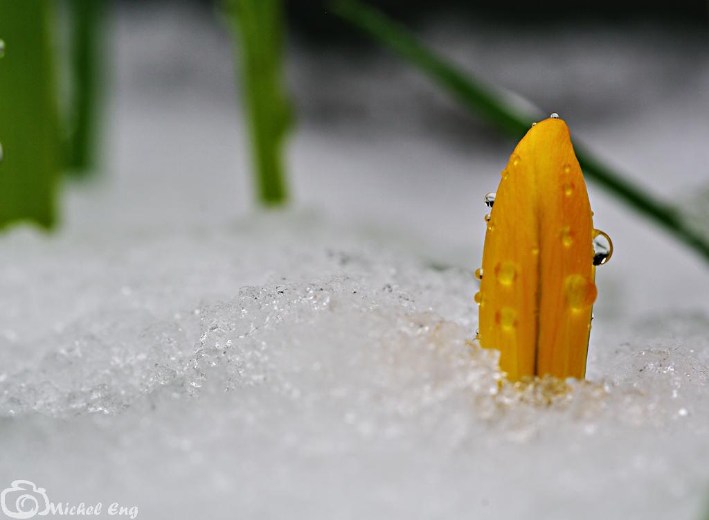 Moi aussi je perce la neige