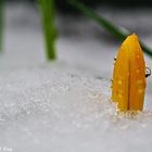 Moi aussi je perce la neige