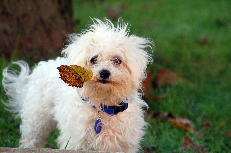 Moi aussi je ramasse les feuilles !