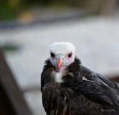 Moi aussi je vais chez Patou 