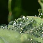 Moi, je t'offrirai des perles de pluie....