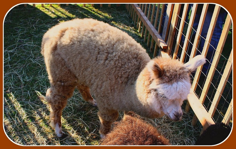 MOI LE LAMA EN AVRIL JE GARDE MA LAINE !!