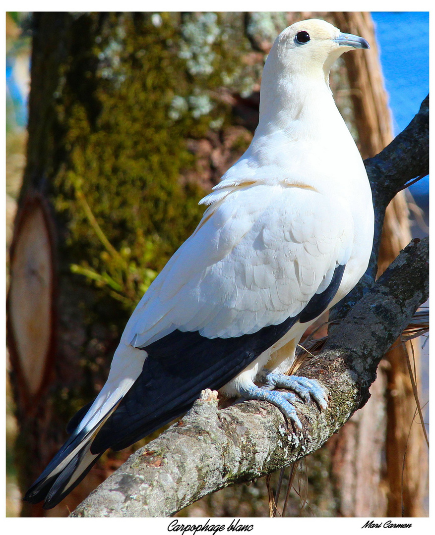 Moi ...un pigeon??? laissez moi ...rire!