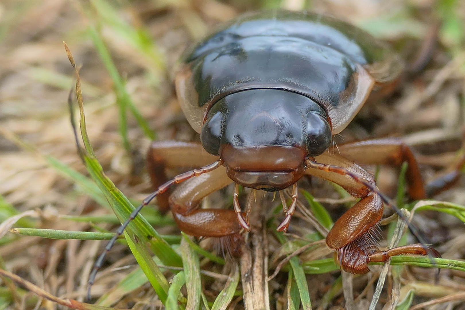 Moin.  Gestatten: Dytiscus dimidiatus 