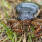 Moin.  Gestatten: Dytiscus dimidiatus 