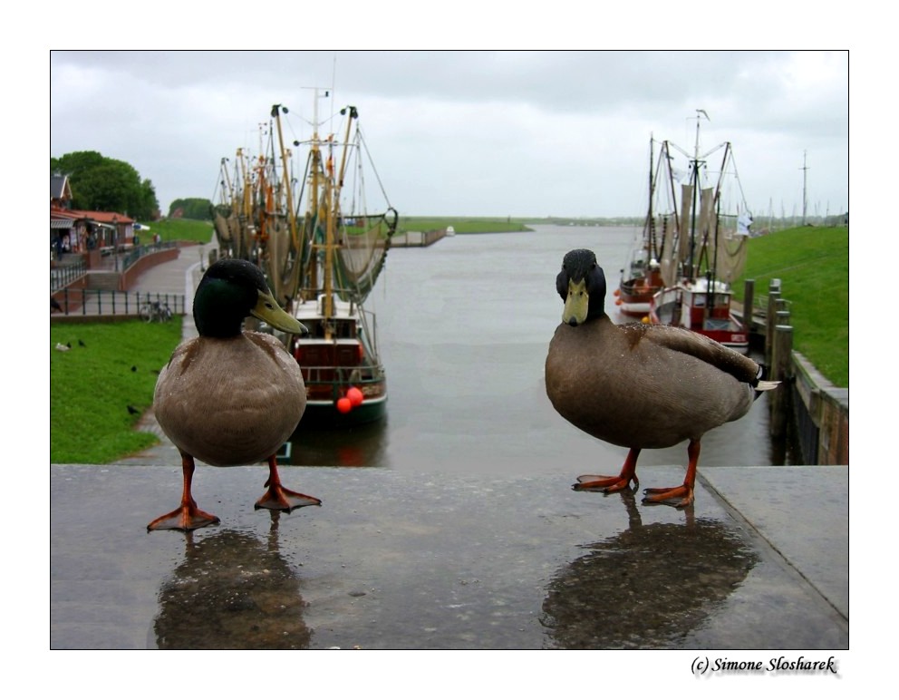 ~ Moin, moin aus Greetsiel ~