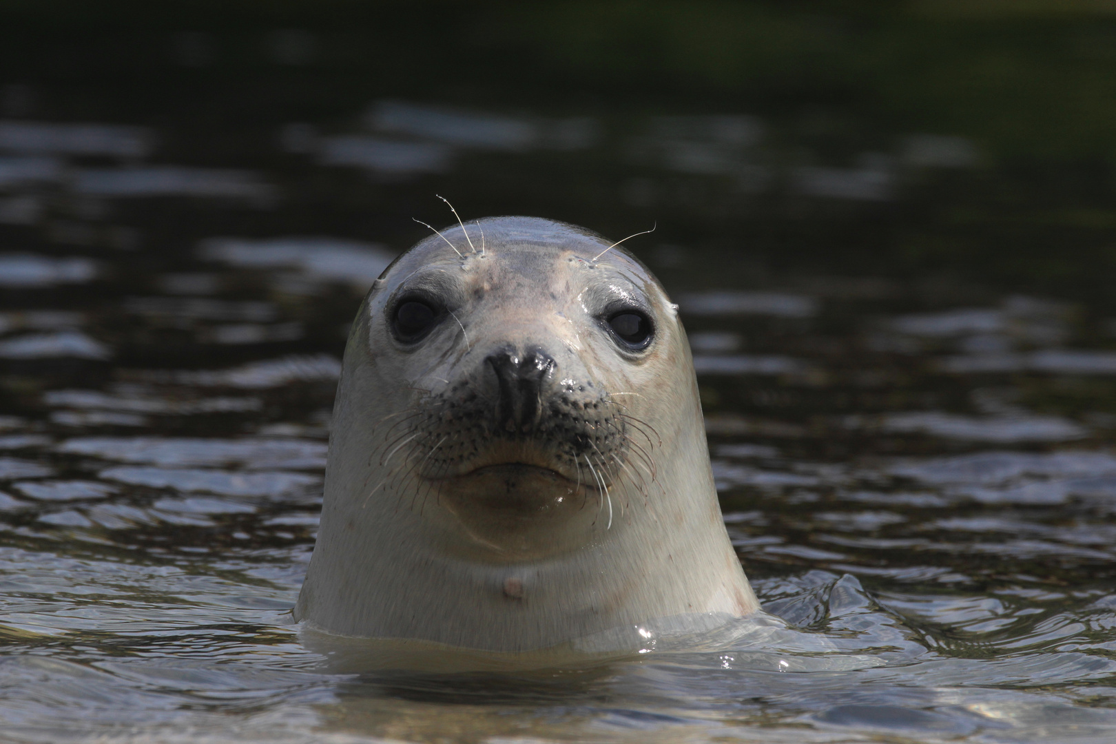 Moin, moin aus Helgoland