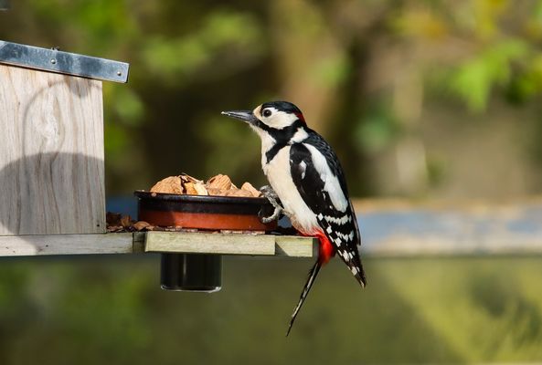                    -Moin moin Herr Specht-