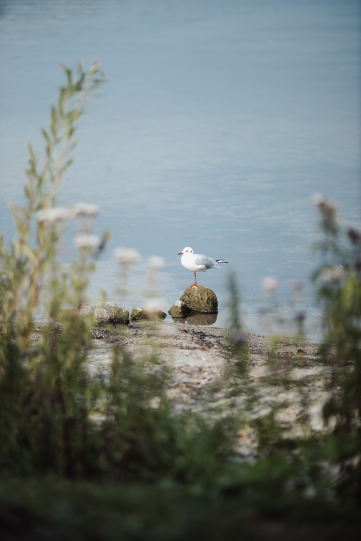 Moin moin, Möwe.