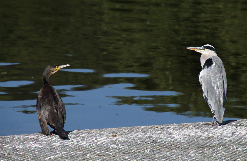 Moin Reiher, Moin Kormoran