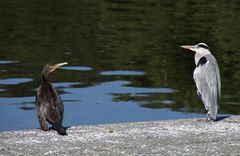 Moin Reiher, Moin Kormoran