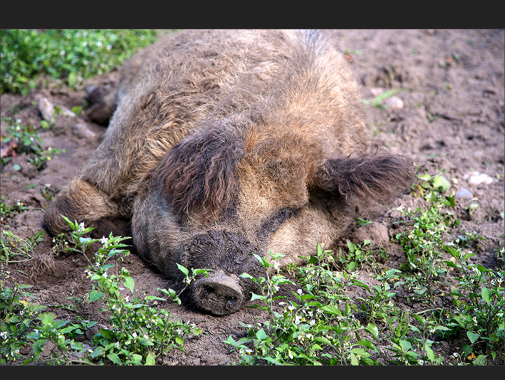 Moin wünscht das Wollschwein