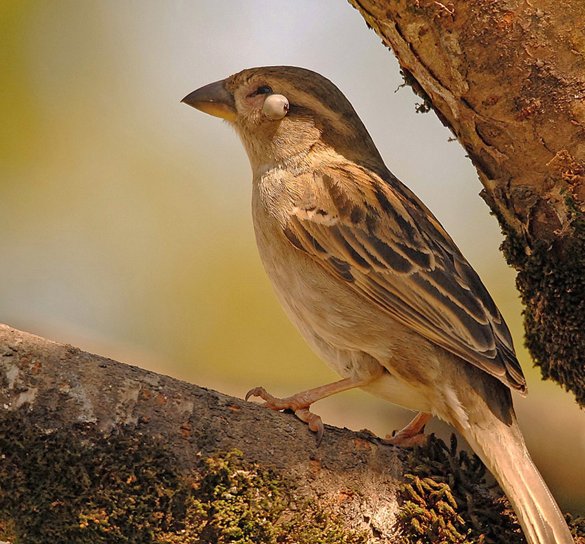 Moineau (1) - Avant ...