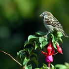 Moineau