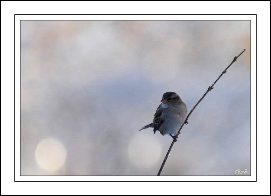 Moineau 1er du nom