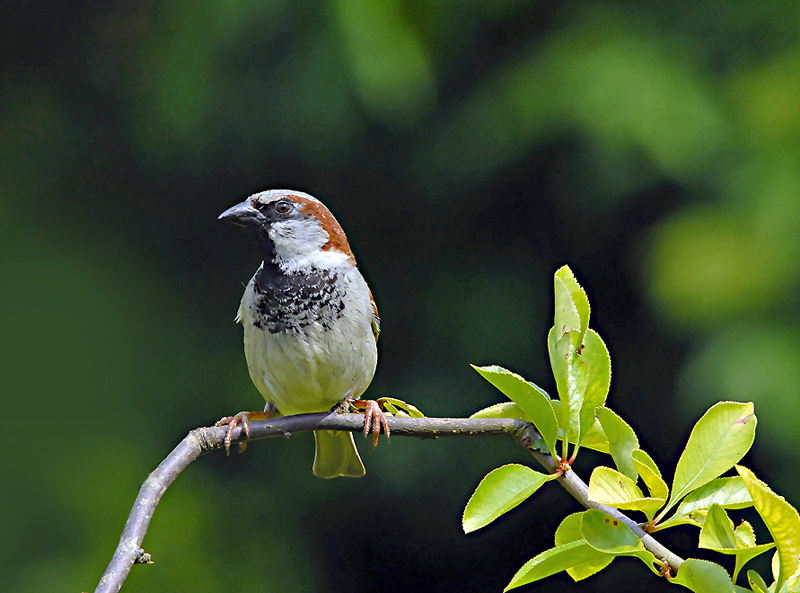 Moineau (2)