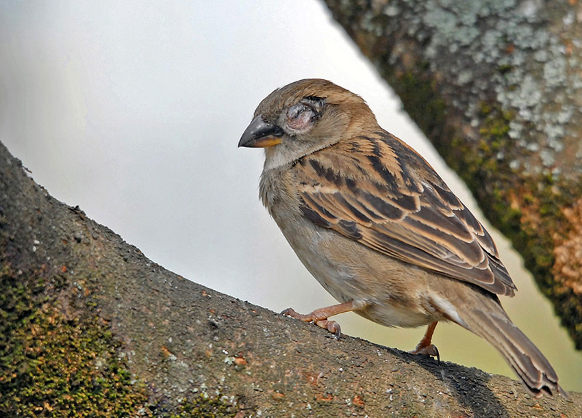 Moineau (2) - APRES ...