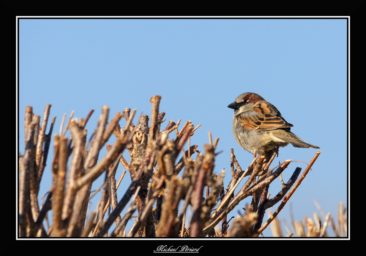 moineau 2