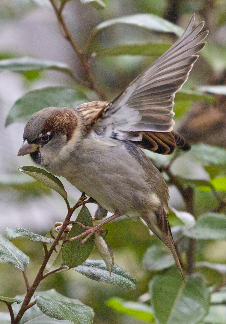 moineau 2