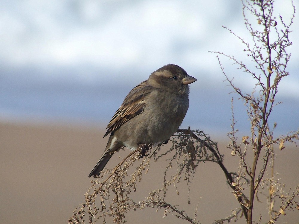 moineau