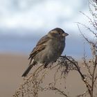 moineau