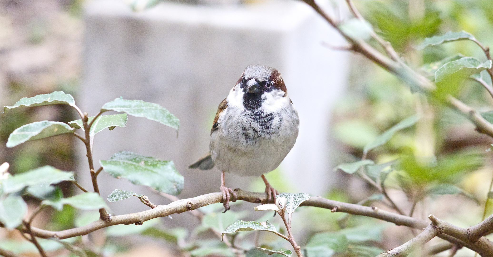 moineau 3