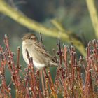 Moineau