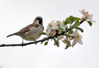 Moineau