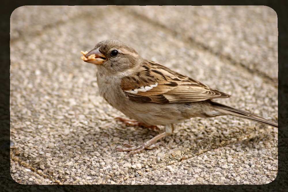 moineau